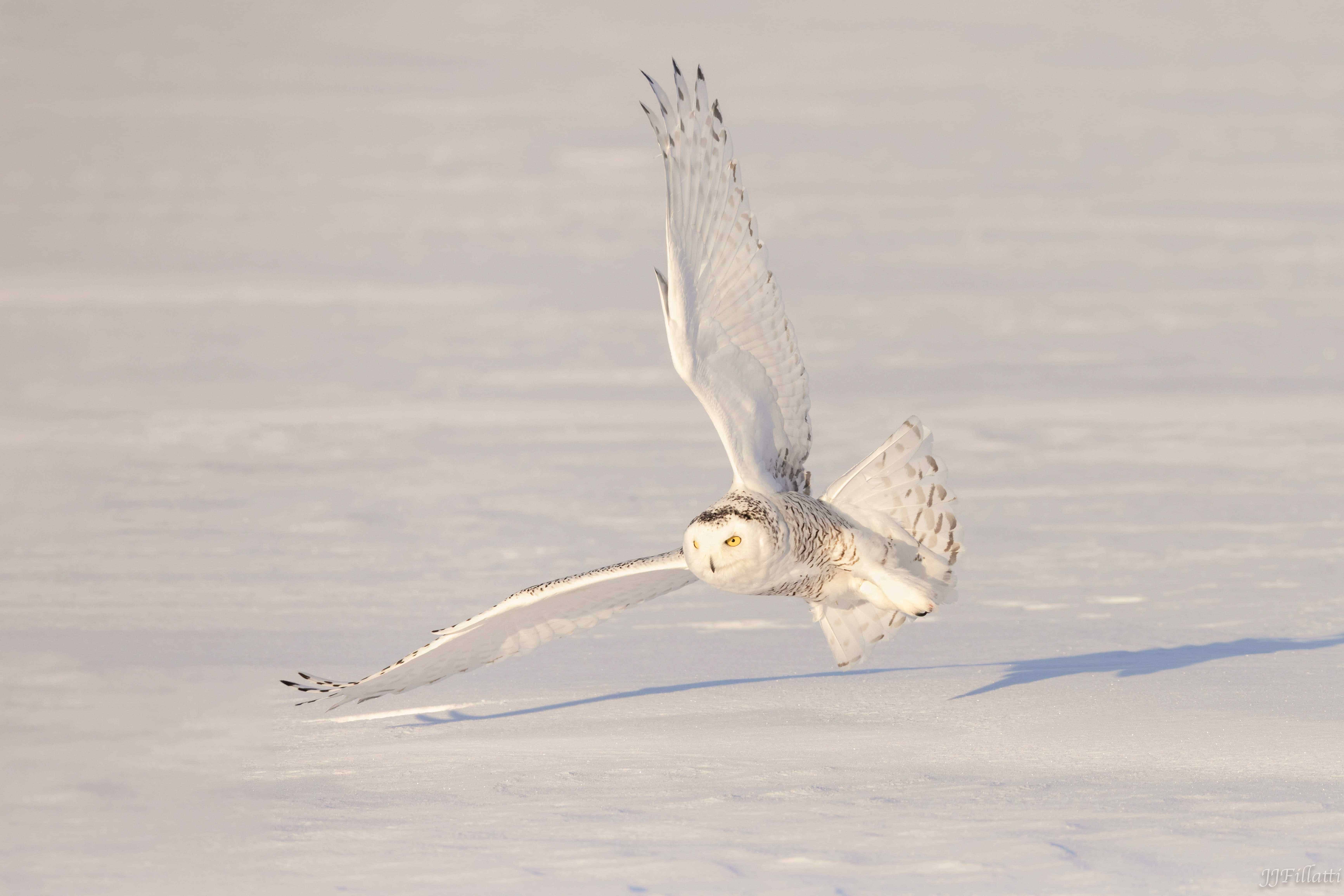 bird of michigan image 8